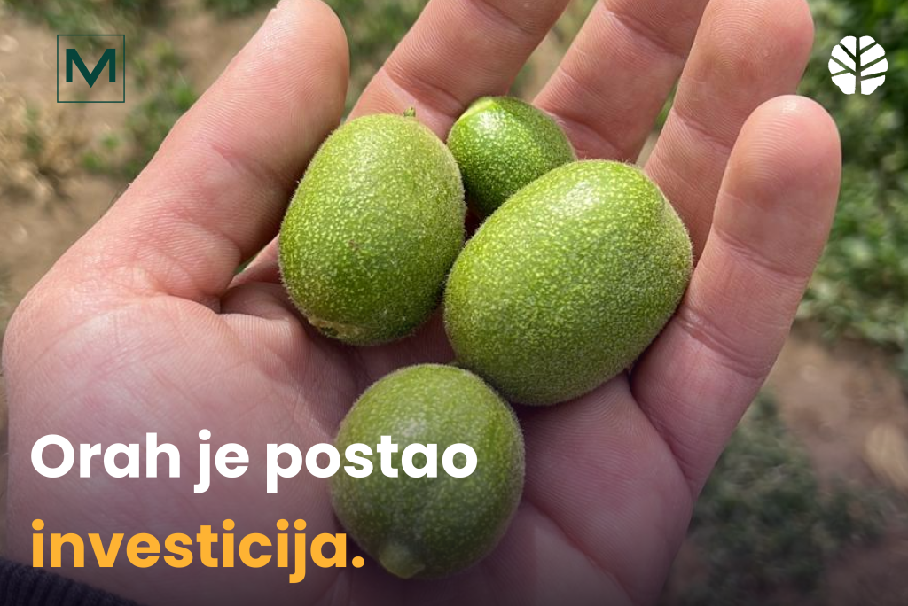VM Disconnect Team u novom blogu piše o uspešnom biznisu The Walnut Fund koji omogućava korisnicima da investiraju u sadnice oraha. Orah je postao investicija.
