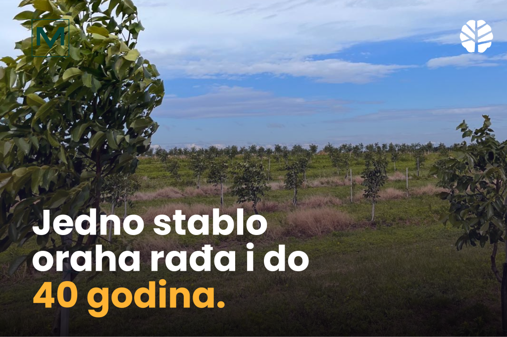 VM Disconnect Team u novom blogu piše o uspešnom biznisu The Walnut Fund koji omogućava korisnicima da investiraju u sadnice oraha. Jedno stablo oraha rađa i do 40 godina.